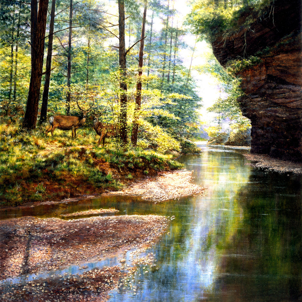 SunsOut Quiet Forest (SUN44720)